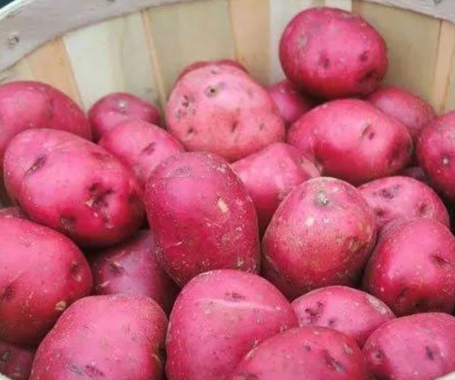 Red Potato Cardinal (লাল আলু)